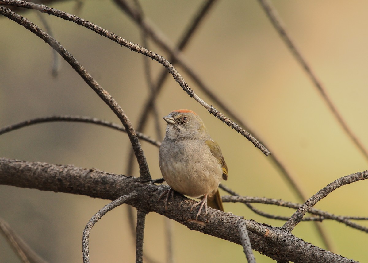 Green-tailed Towhee - Alejandro Vidal