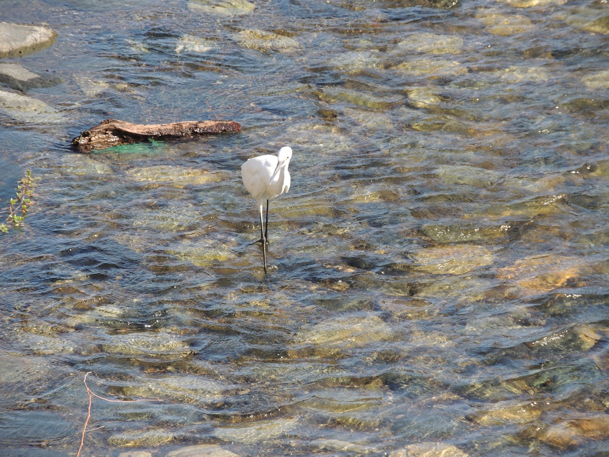 Snowy Egret - ML618047694