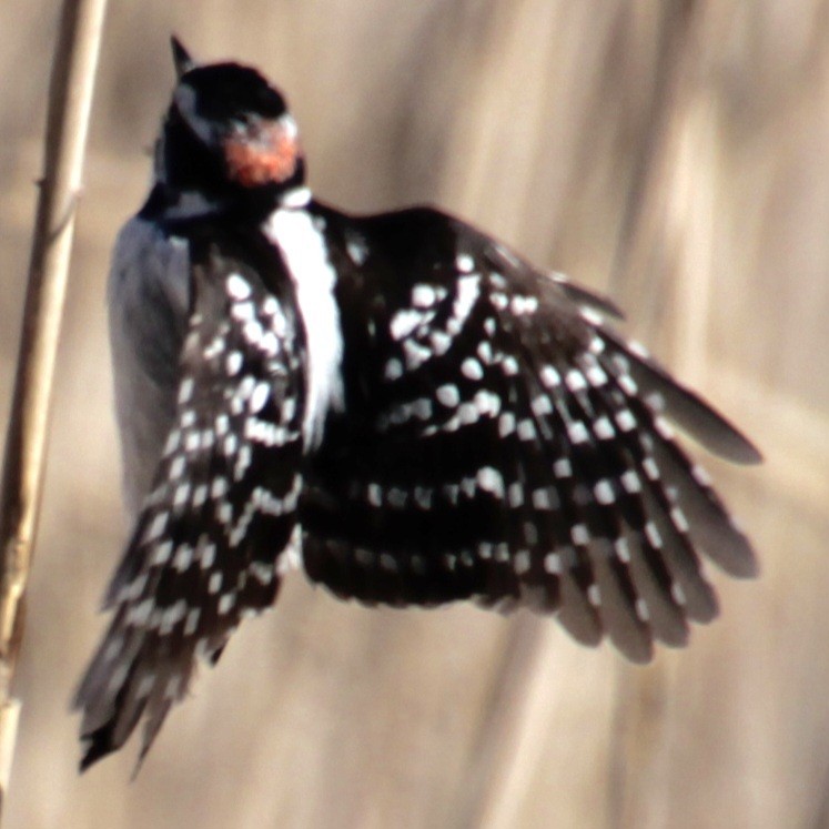 Downy Woodpecker (Eastern) - ML618047699