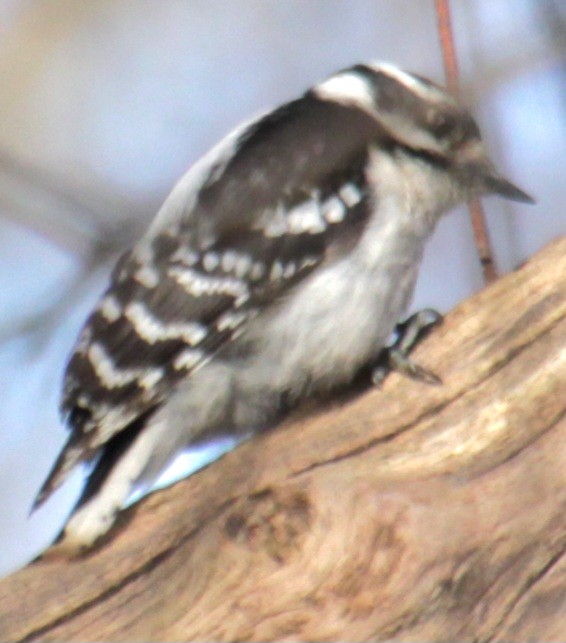 Downy Woodpecker (Eastern) - ML618047700