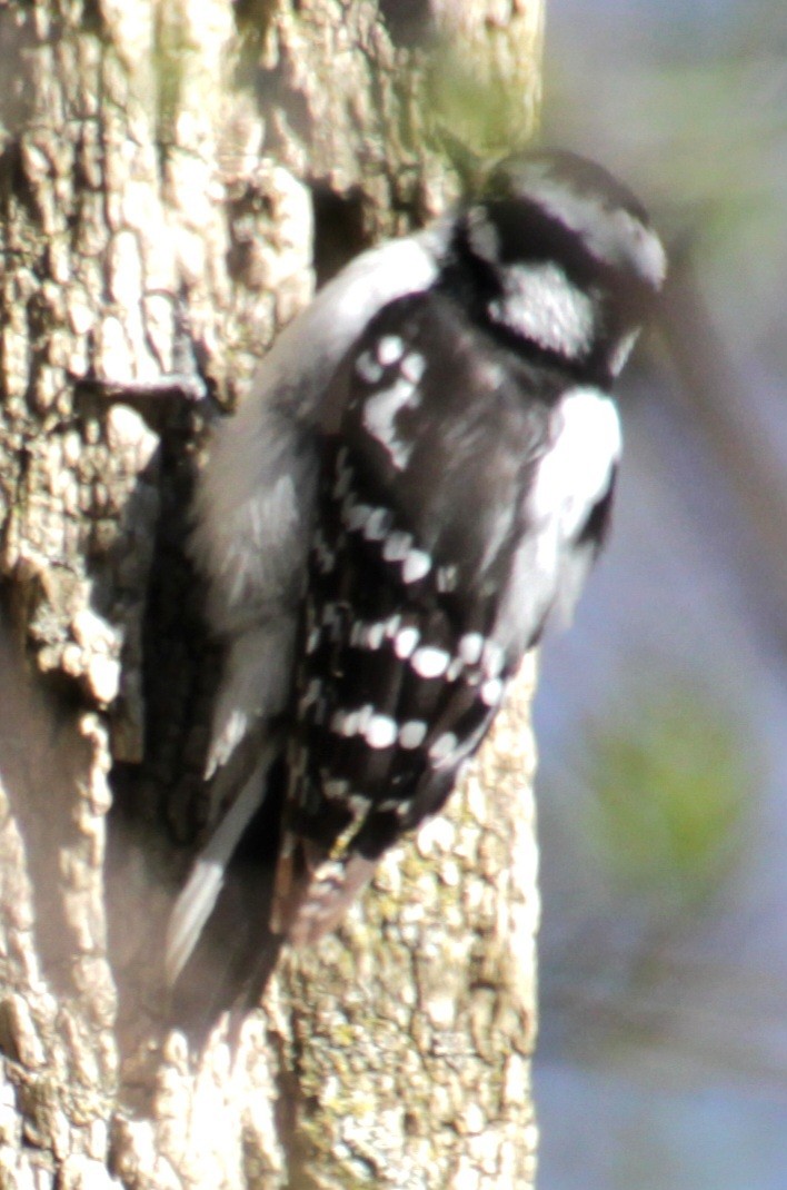 Downy Woodpecker (Eastern) - ML618047701
