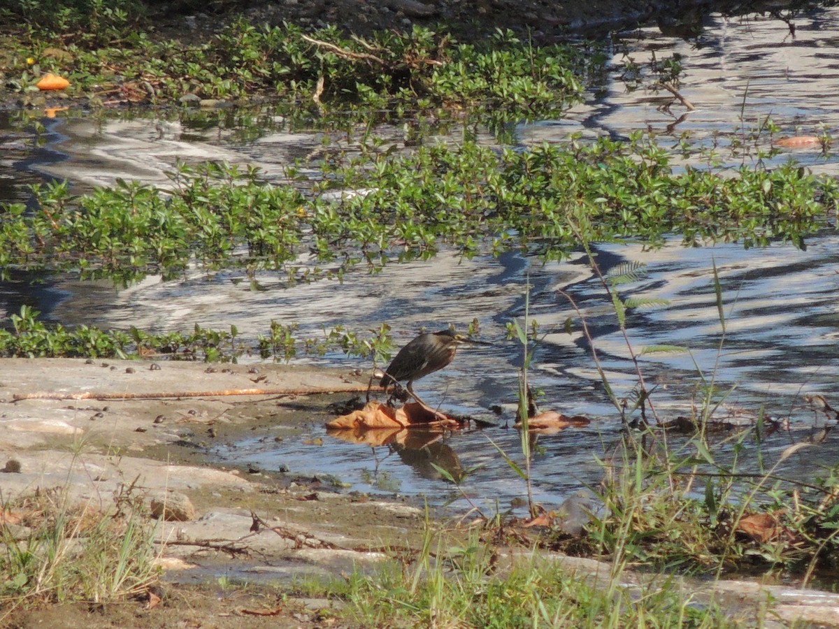 Striated Heron - Carolina Dávila