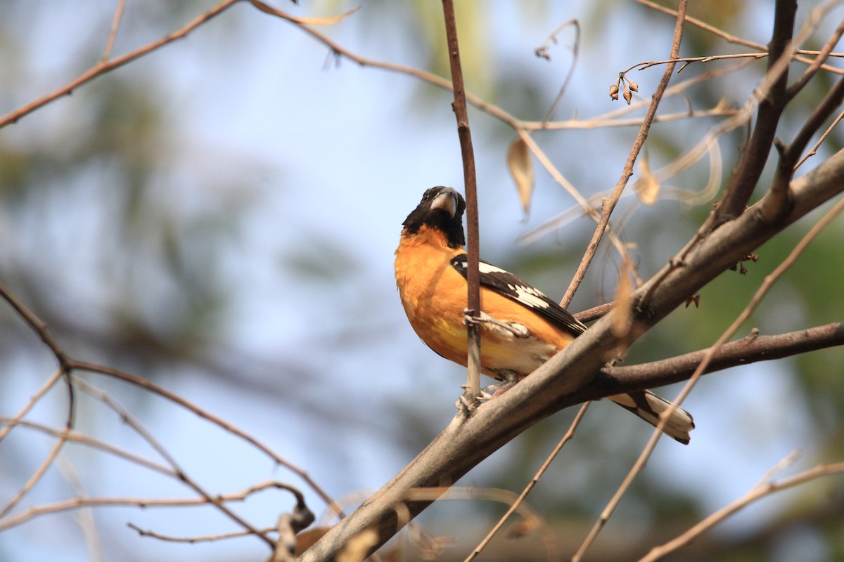 Black-headed Grosbeak - ML618047711