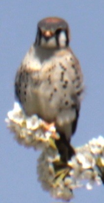 American Kestrel - ML618047729