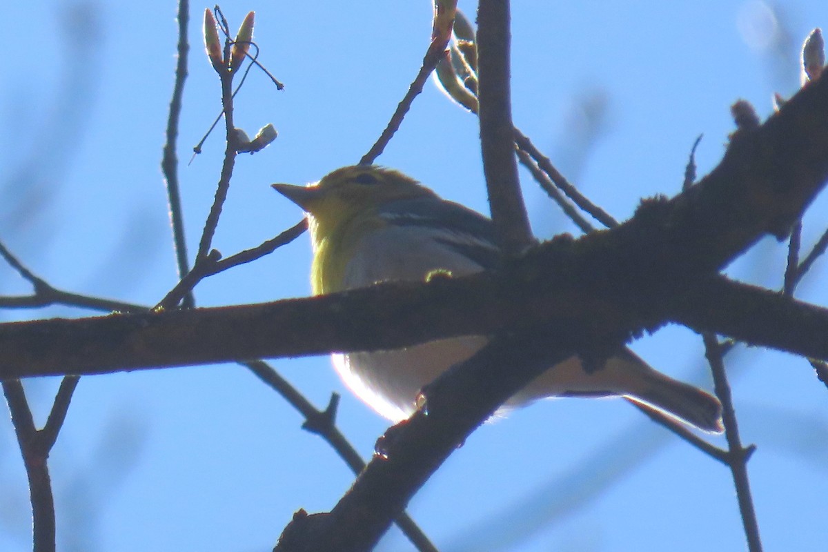 Viréo à gorge jaune - ML618047738