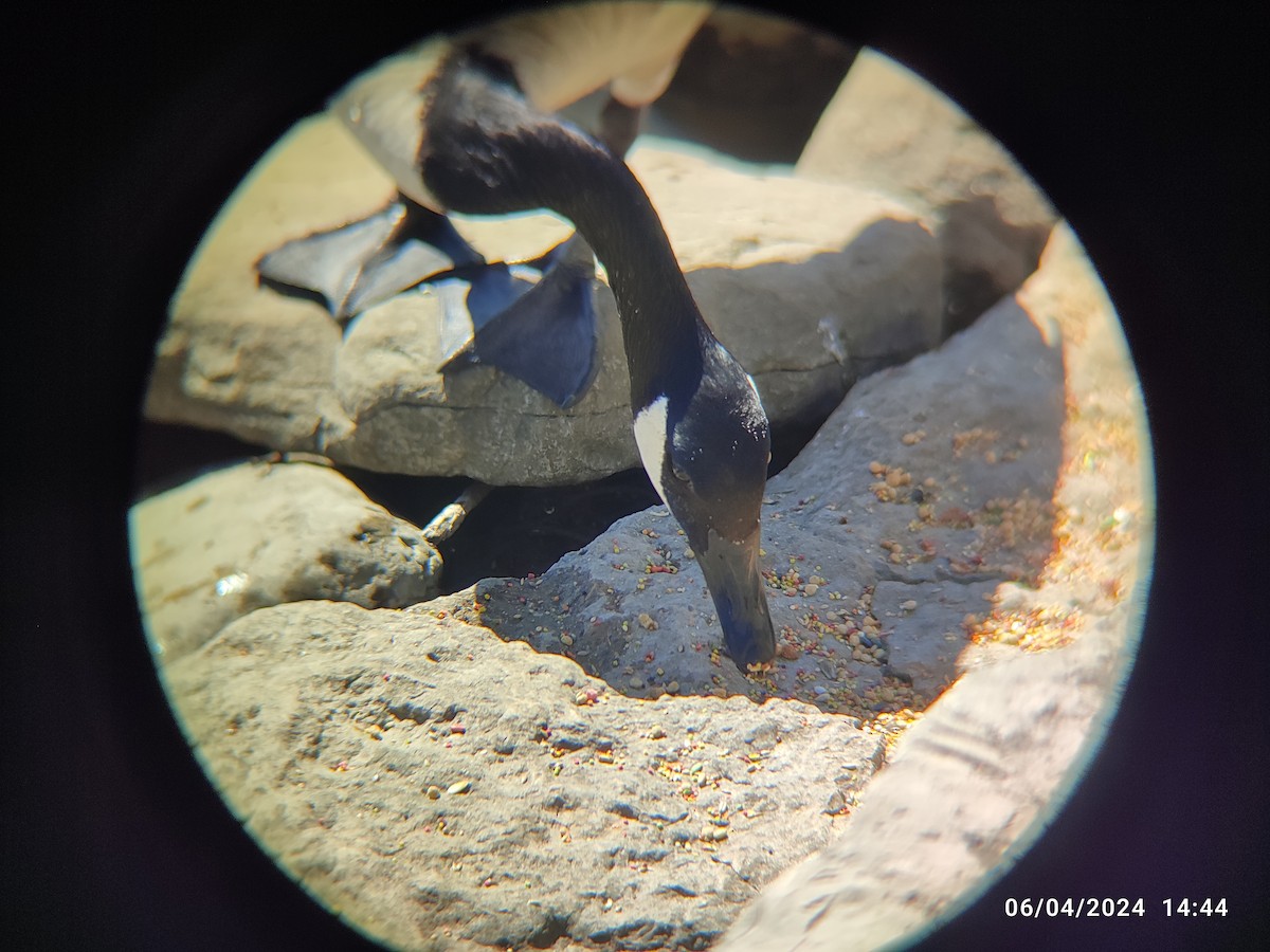 Canada Goose - Santhosh D T