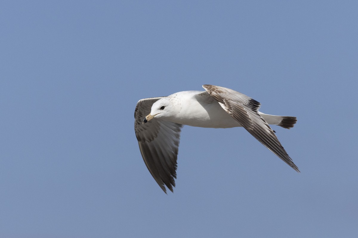 California Gull - ML618047777