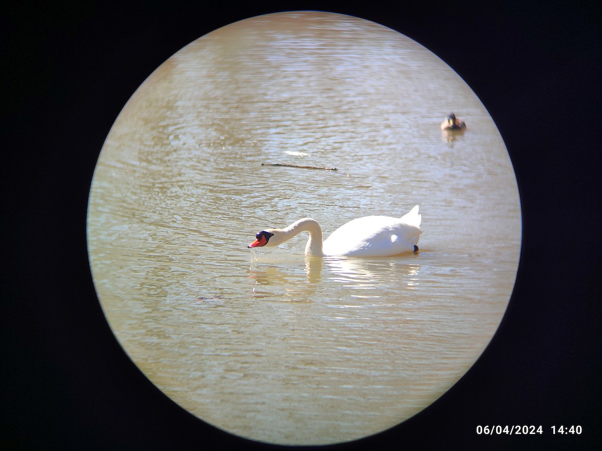 Mute Swan - ML618047787