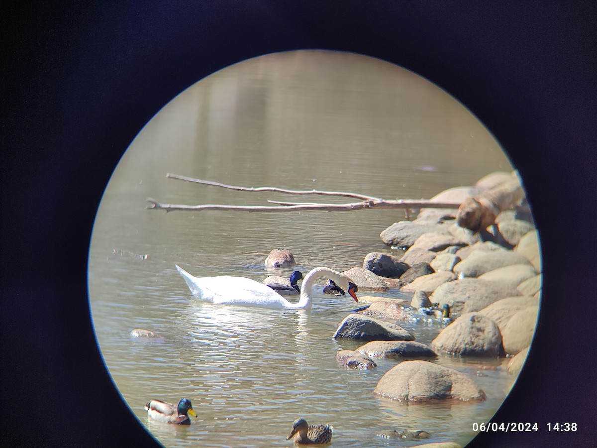 Mute Swan - ML618047790