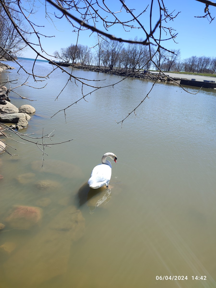 Mute Swan - ML618047792