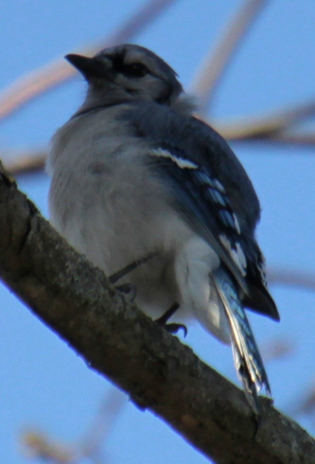 Blue Jay - ML618047797