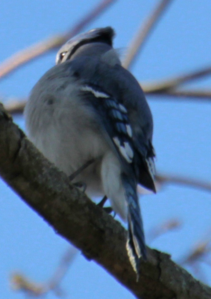 Blue Jay - ML618047798