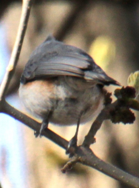 Tufted Titmouse - ML618047839