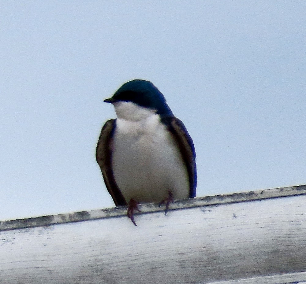 Tree Swallow - Marlowe Kissinger