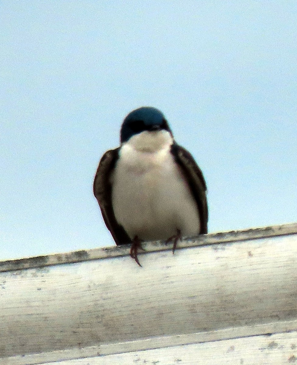 Golondrina Bicolor - ML618047865