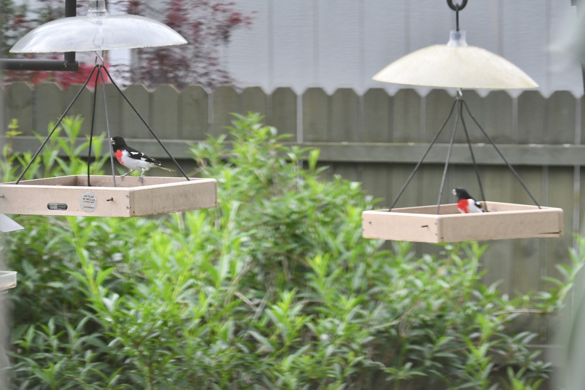 Rose-breasted Grosbeak - ML618047869