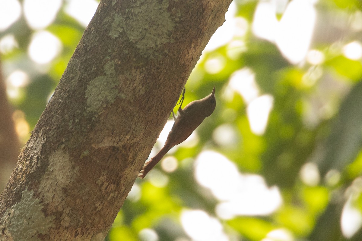 Olivaceous Woodcreeper - Matt Sim