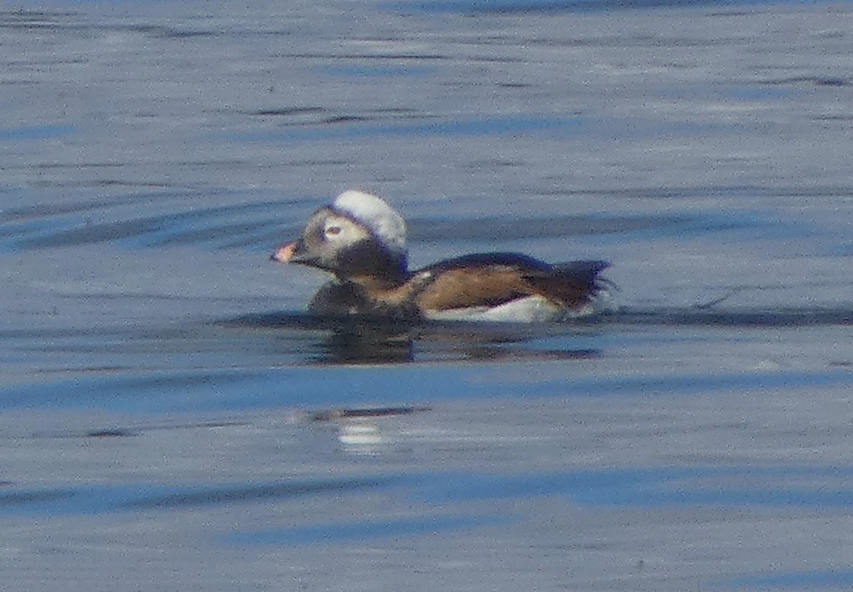 Long-tailed Duck - ML618047876