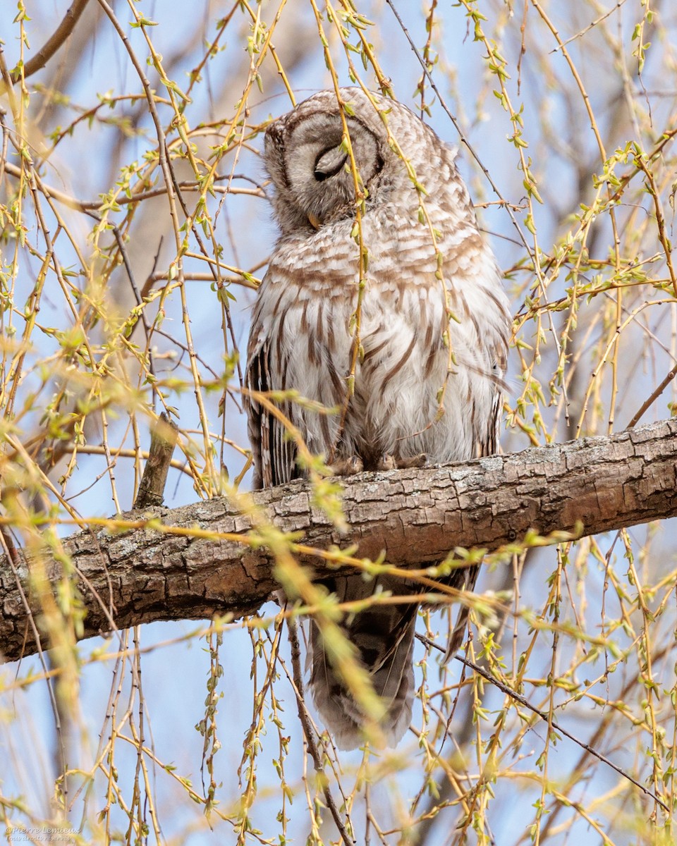 Barred Owl - ML618047882