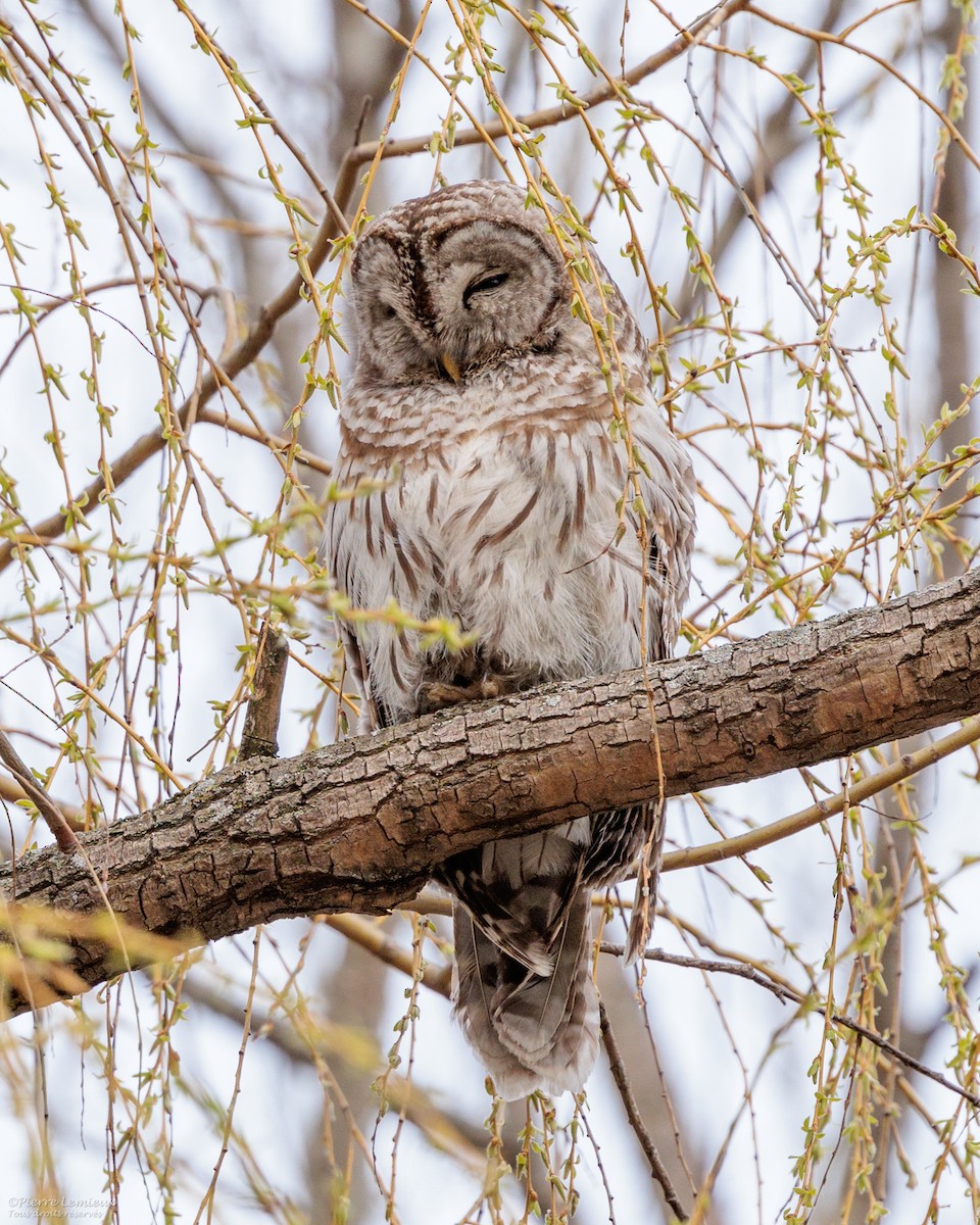 Barred Owl - Pierre Lemieux