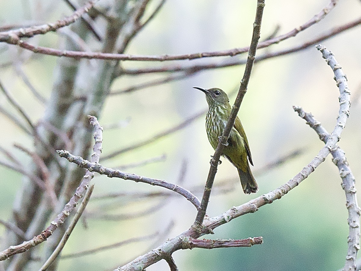 Purple-naped Spiderhunter - ML618047913