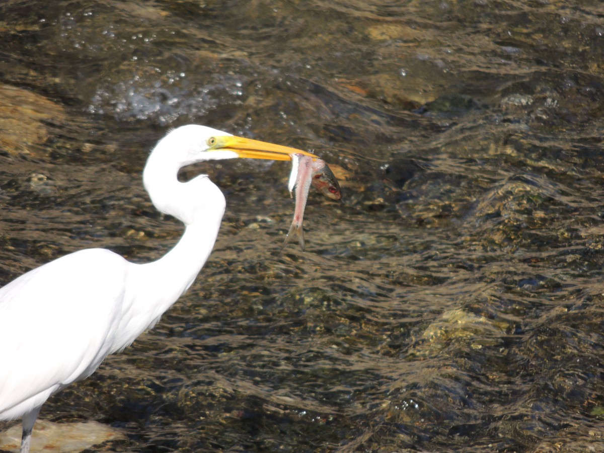 Great Egret - ML618047927