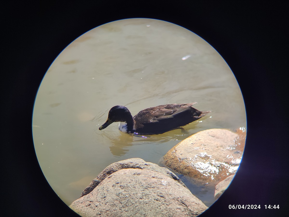 Mallard x American Black Duck (hybrid) - Santhosh D T