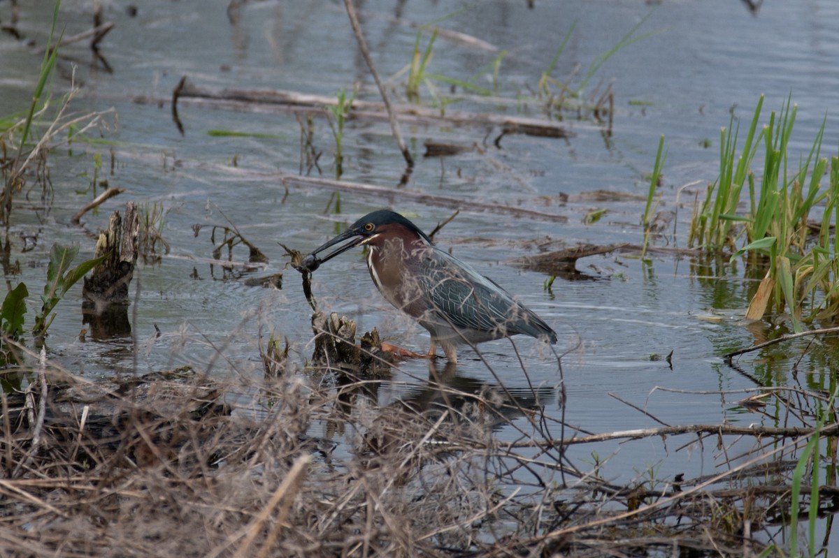 Green Heron - ML618047965