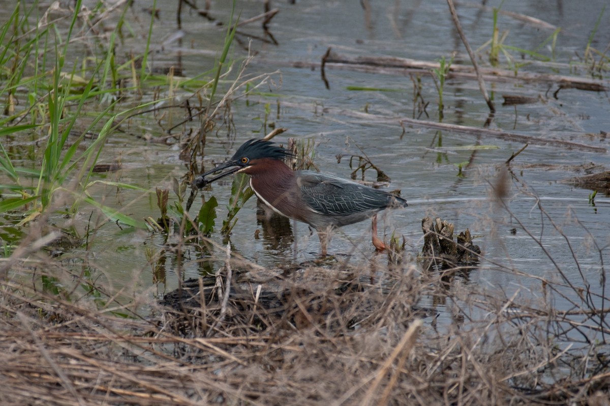 Green Heron - William Pixler