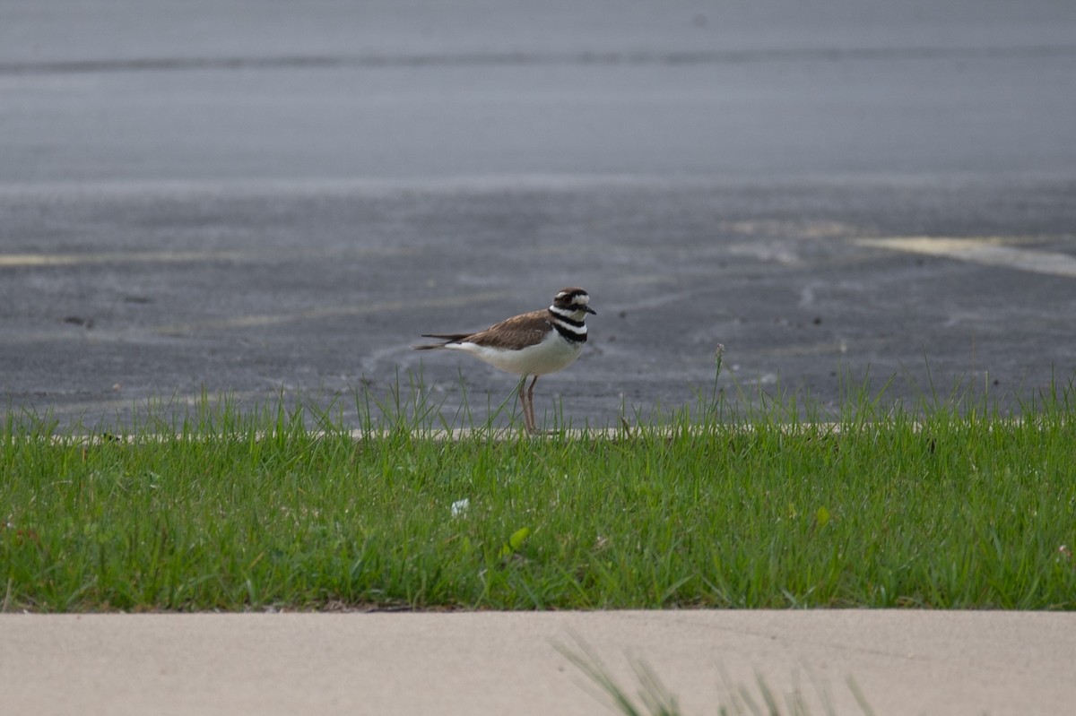 Killdeer - ML618048006