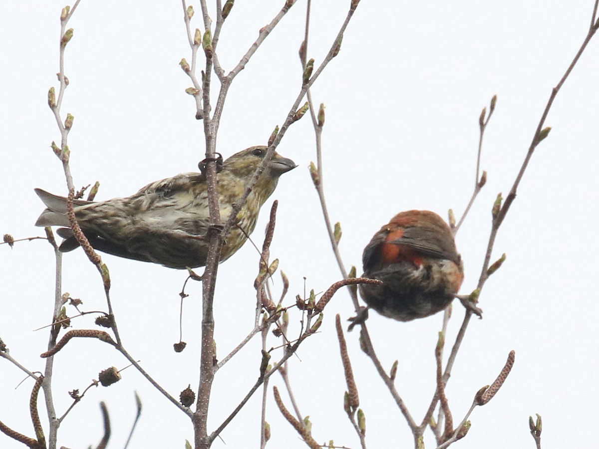 Red Crossbill - ML618048022