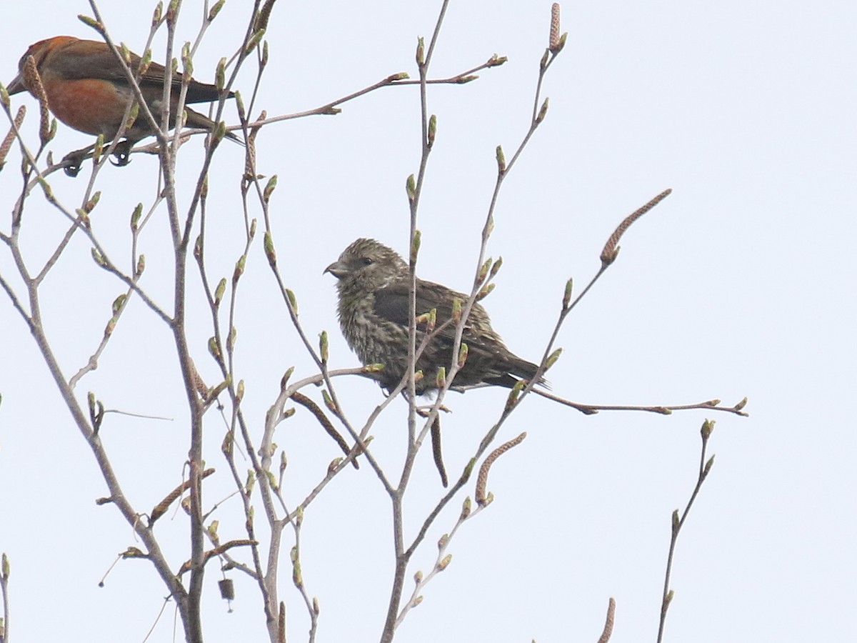 Red Crossbill - ML618048023