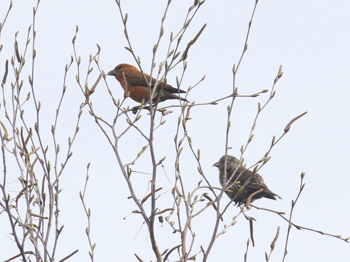 Red Crossbill - ML618048024