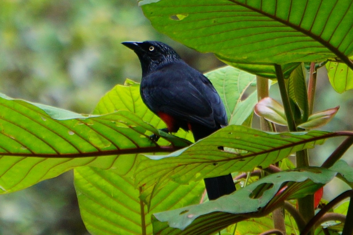 Red-bellied Grackle - Pablo Perez - Perez