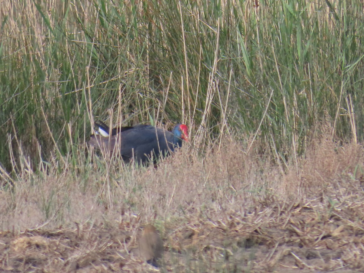 Eurasian Moorhen - ML618048031