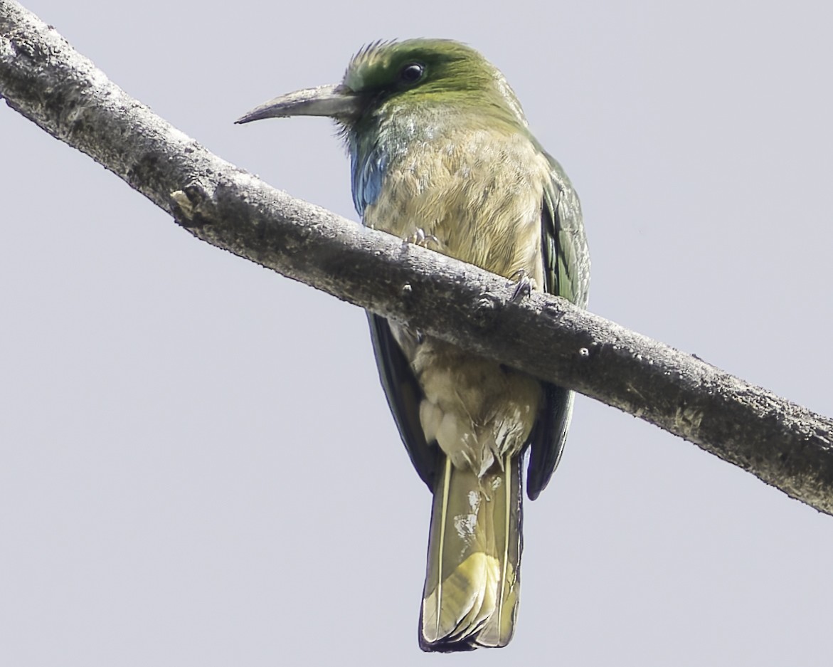 Blue-bearded Bee-eater - Grant Price