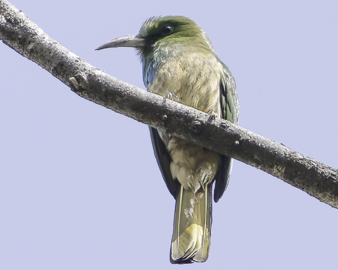 Blue-bearded Bee-eater - Grant Price