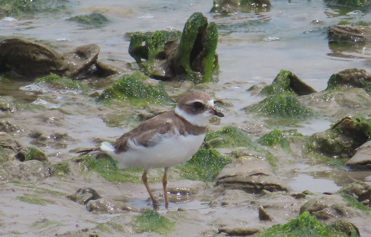 Semipalmated Plover - ML618048053