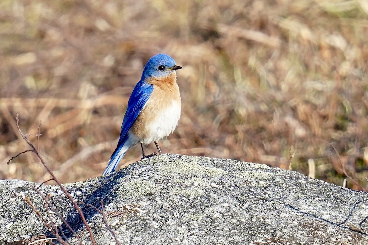 Eastern Bluebird - ML618048058