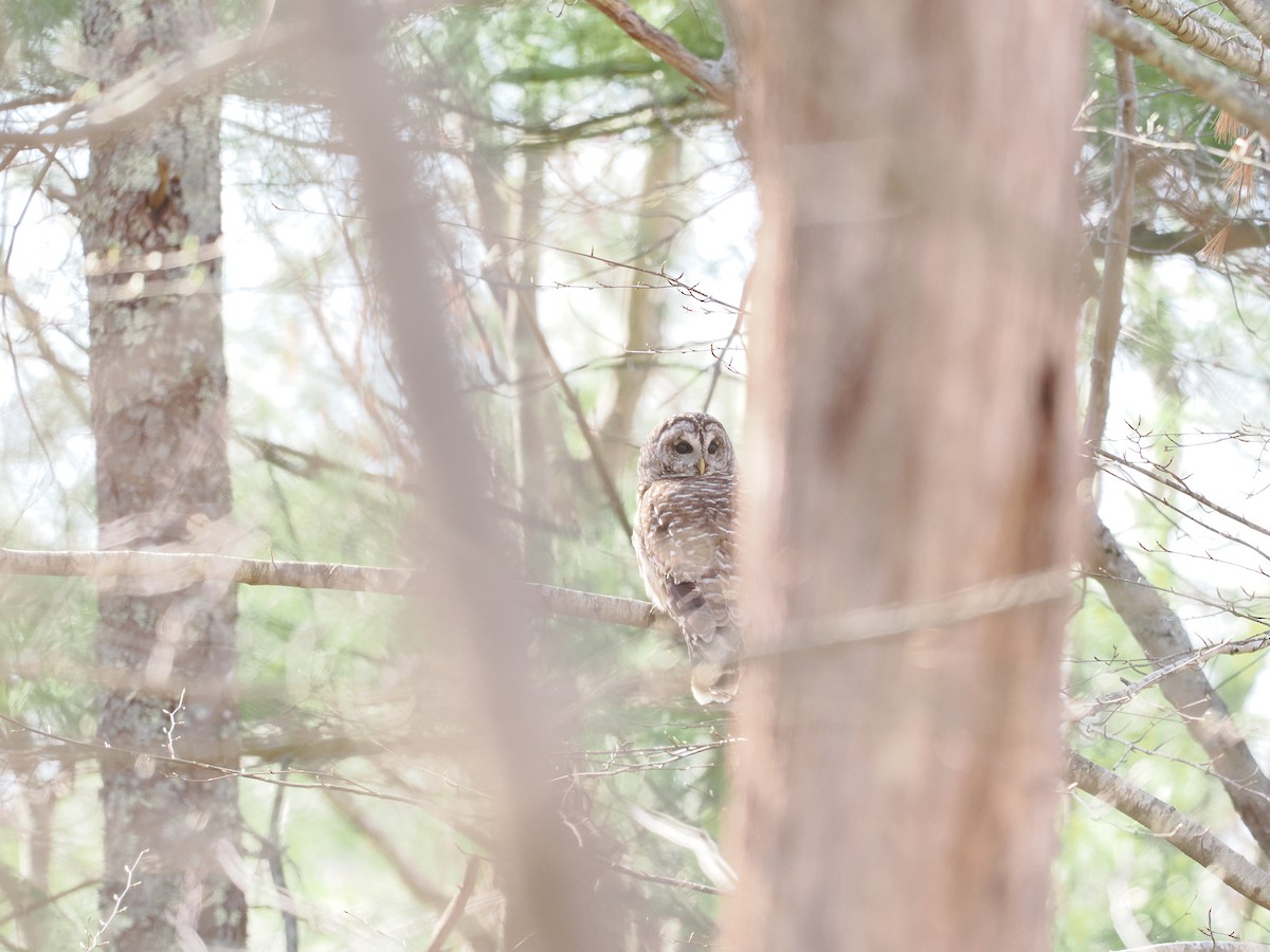 Barred Owl - ML618048061