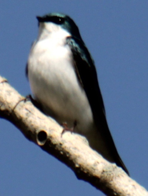 Tree Swallow - ML618048067