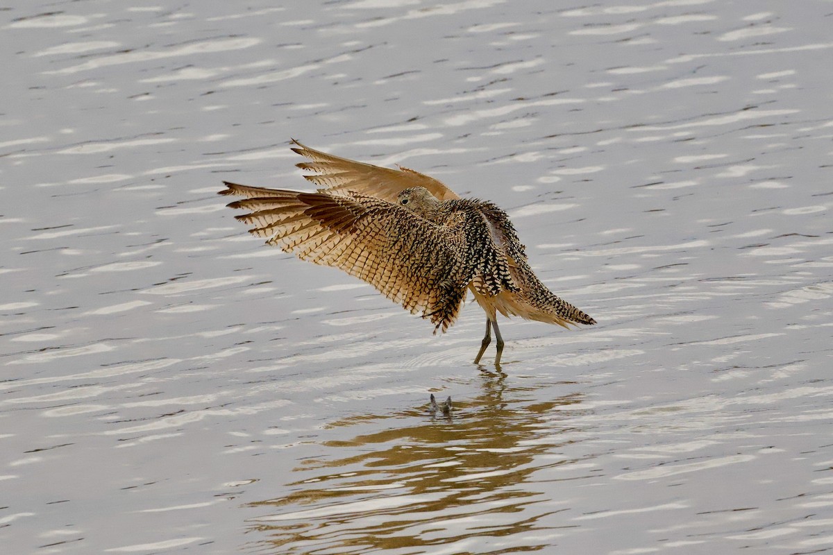 Rostbrachvogel - ML618048082