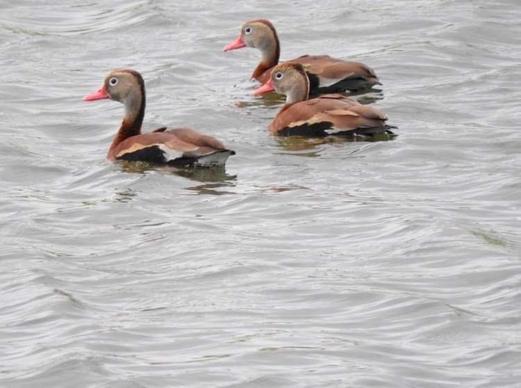 Black-bellied Whistling-Duck - Deanna Uphoff