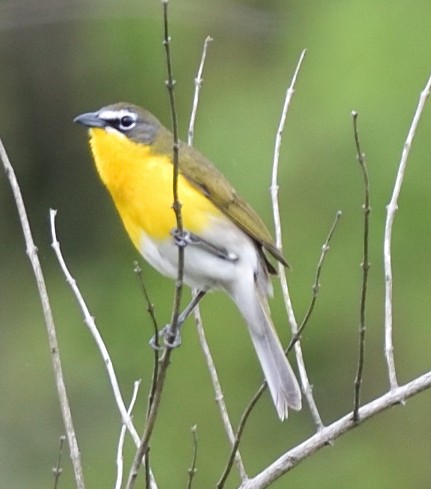 Yellow-breasted Chat - Steve Goodbred