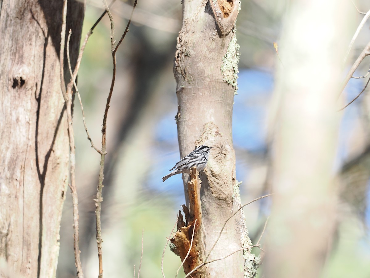 Black-and-white Warbler - ML618048136