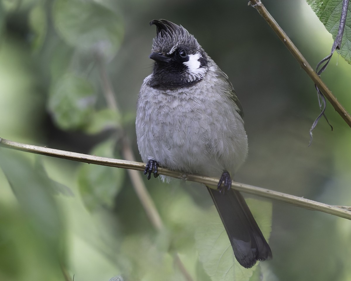 Himalayan Bulbul - ML618048166