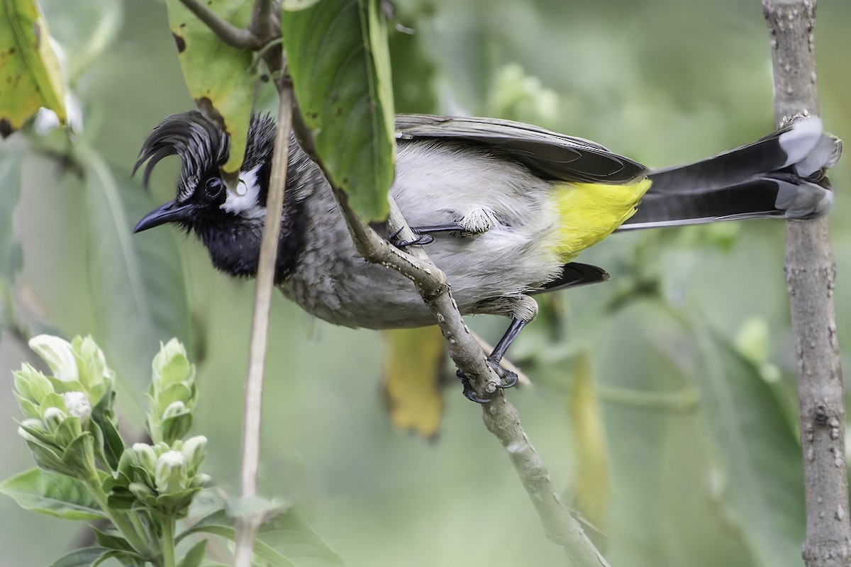 Himalayan Bulbul - ML618048167