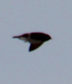 Northern Rough-winged Swallow - Samuel Harris