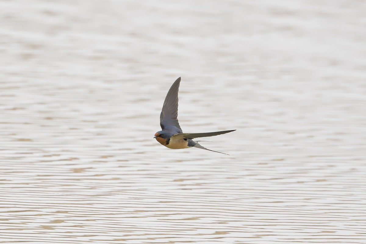 Golondrina Común - ML618048180