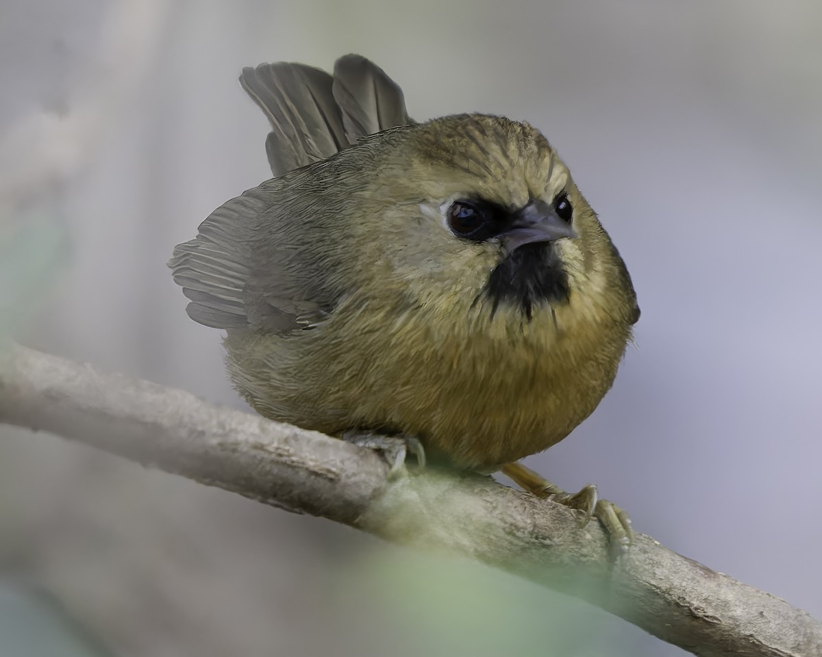 Black-chinned Babbler - ML618048201